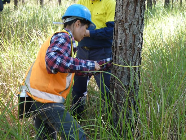 Ms Jie-Lian Beh measuring a tree trunk